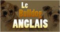 Bulldog Anglais