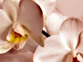 Orchidée Entretien