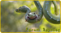 Forum de terrariophilie généraliste : forum-reptiles